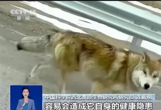 “可可西里网红狼”被大货车压死？投喂惹的祸