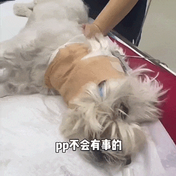相伴13年的小狗被毒死后，她与投毒者的“战争”