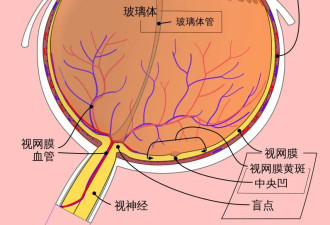如何识别AI伪造的人像？看眼睛