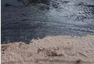 陕西采油厂发生原油泄漏 环保局：责任人已被控制