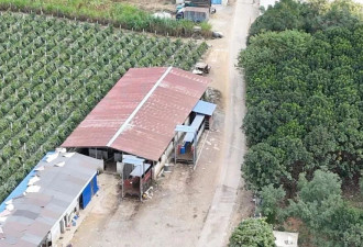 山羊“保养”黑幕调查：活羊被灌食增重撑死