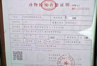 山羊“保养”黑幕调查：活羊被灌食增重撑死