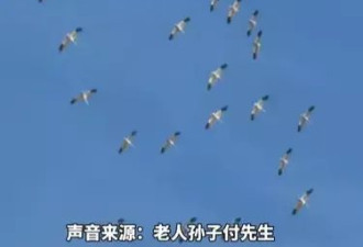88岁老人去世骨灰接回家时 飞来一群仙鹤盘旋不去