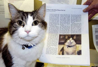 猫能预测死亡 有人即将离世 它就会守在那人身旁