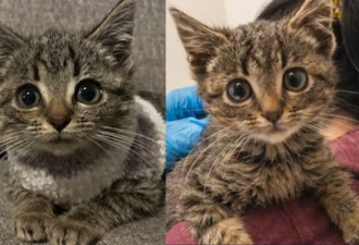 “全家被郊狼屠杀” 8周大小猫幸运逃死