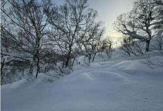 中国人日本滑雪死亡 网喊这“梦幻雪质”很危险