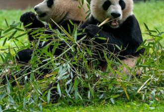 打击熊猫在美受虐待为虚假信息，透露中国外交意图？