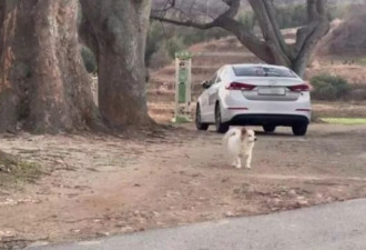主人空难亡!爱犬孤单徘徊身影曝光,动物团体接手照顾
