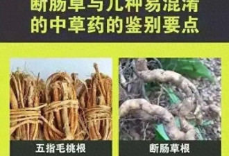 广东一老人买药材煲汤中毒身亡 老板被拘留