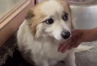 一家九口殒命空难，宠物犬徘徊村中盼主人归来