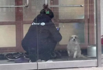 一家九口殒命空难，宠物犬徘徊村中盼主人归来