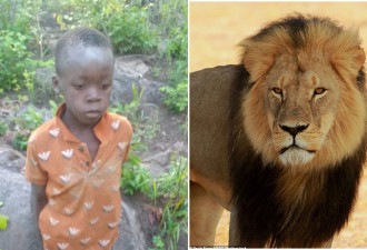 8岁男童迷失森林被40狮子包围 独活5天获救