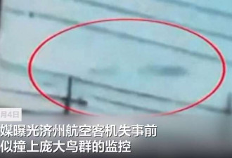 "比机身大10倍"韩客机失事前疑撞上鸟群画面曝光