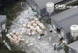 日本连续发生十多起禽流感感染事件,多地紧急扑杀