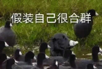 来美国三年，我还是说不好英语