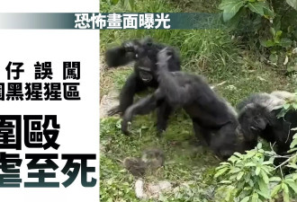 野生猴仔误闯动物园黑猩猩区“遭围殴残虐至死” 恐怖画面曝光