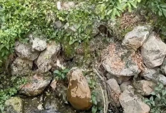野生猴仔误闯动物园黑猩猩区“遭围殴残虐至死” 恐怖画面曝光