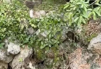 野生猴仔误闯动物园黑猩猩区“遭围殴残虐至死” 恐怖画面曝光