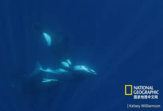 咬掉腹鳍、吞掉脂肪肝...虎鲸捕食鲸鲨致命时刻