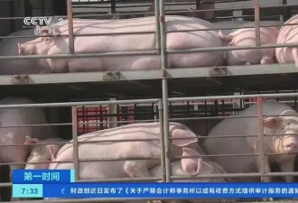学了四年审计，一毕业数了三千头猪