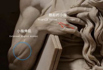500年前的他，解剖学好过今天九成医学生