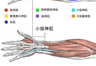 500年前的他，解剖学好过今天九成医学生