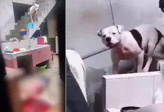 爱犬咬伤邻居不准安乐死 结果饲主自己被咬死