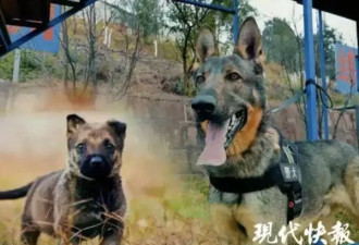 中国公安对4警犬发通报：宿舍乱尿尿、不爱洗澡！