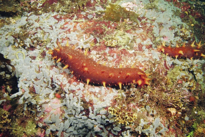 web1_1589988-sea-cucumber