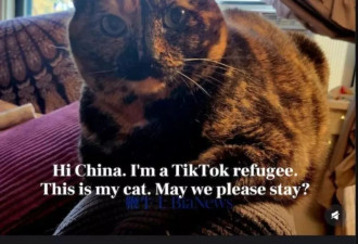 TikTok被禁,小红书吃饱:TikTok"美国难民"涌进小红书