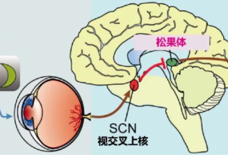 冬天赖床，我愿称之为零成本养生