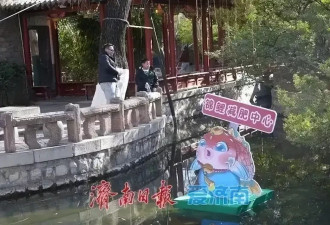 “猪鲤”要减肥！济南趵突泉设锦鲤减肥中心