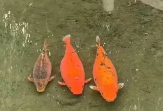 “猪鲤”要减肥！济南趵突泉设锦鲤减肥中心