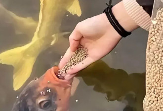 “猪鲤”要减肥！济南趵突泉设锦鲤减肥中心