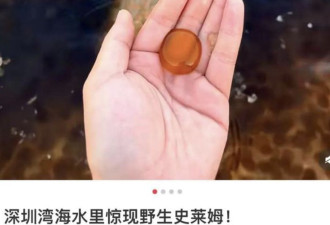 中国南方海滩惊现大量棕色奇怪“生物”
