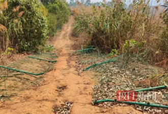 投资2000多万的果园屡遭野象破坏 十多头象一来一整天