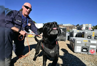 洛杉矶野火仍有数十人失踪 搜救犬帮了大忙