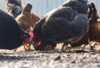 美重要肉鸡生产州家禽养殖场首次检出H5N1病毒