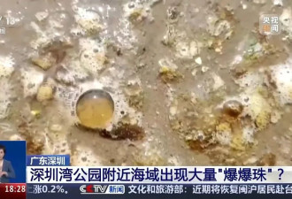 海边密集出现"爆爆珠"?多地提醒:不要下水!不要捡