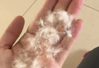 假冒羽绒服太多，年轻人开始买散装鸭绒自制“加拿大鹅”