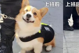 警犬福仔被扣除“年终奖” 没收零食玩具 仅获大红花