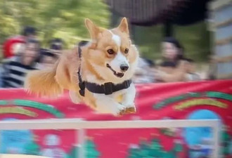 警犬福仔被扣除“年终奖” 没收零食玩具 仅获大红花