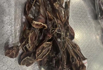 行李机检图像异常 深圳海关查获15.5公斤风干狗鞭