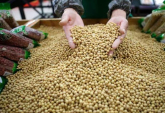 消息人士：中国暂停五家公司的巴西大豆货运