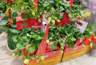 00后更爱抽象年货:买发财树,囤电子券,给宠物做年夜饭