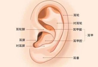 “耳朵”大的人更长寿，6种症状可能是病了