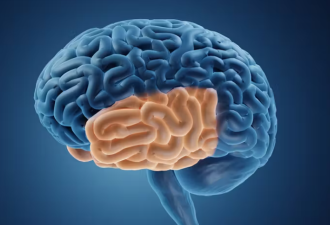 脑科学告诉你：善于阅读的人拥有不同的脑部结构