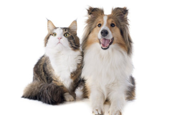 中国春节推猫狗“年夜饭”卖出百万套