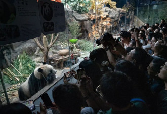 中国打击"熊猫饭圈"，禁止"极端粉丝文化"