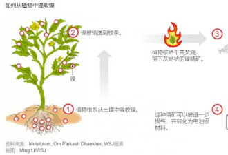 对抗中国矿物主导地位的新武器：植物